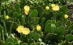 Eastern Prickly Pear Cactus (Opuntia Humifusa) - 3 Gallon Pot -Garden Plants opuntia humifusa eastern prickly pear cactus 5