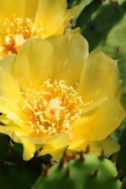 Eastern Prickly Pear Cactus (Opuntia Humifusa) - 3 Gallon Pot -Garden Plants opuntia humifusa eastern prickly pear cactus 6