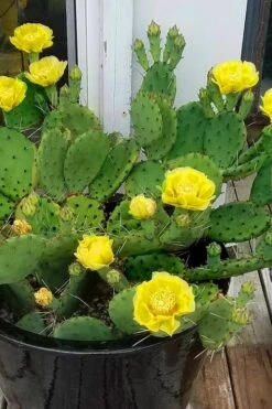 Eastern Prickly Pear Cactus (Opuntia Humifusa) - 3 Gallon Pot -Garden Plants opuntia humifusa eastern prickly pear cactus 9