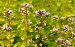 Golden Oregano - 6 Pack Of Pint Pots 11 Golden Oregano - 6 Pack Of Pint Pots -Garden Plants oregano golden 2