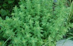 True Greek Oregano - 6 Pack Of Pint Pots 7 True Greek Oregano - 6 Pack Of Pint Pots -Garden Plants origanum vulgare hirtum true greek oregano 2