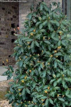 Jim Porter Sweet Toothed Tea Olive - 7 Gallon Pot (3-4') -Garden Plants osmanthus armatus jim porter tea olive 1