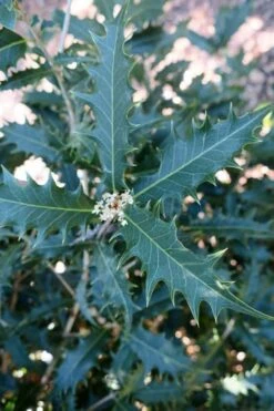 Jim Porter Sweet Toothed Tea Olive - 7 Gallon Pot (3-4') -Garden Plants osmanthus armatus jim porter tea olive 4