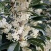Fortune's Cold Hardy Tea Olive (Fragrant Osmanthus) - 7 Gallon Pot (4-5')