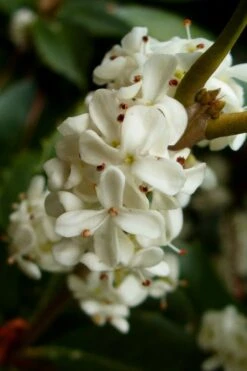 Fortune's Cold Hardy Tea Olive (Fragrant Osmanthus) - 7 Gallon Pot (4-5') -Garden Plants osmanthus fortunei fragrant tea olive 2 5