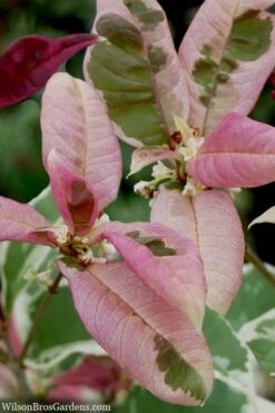 Pink Flush Variegated Tea Olive (Osmanthus Fragrans 'Yinbi Shuanghui') - 6 Pack Of Quart Pots -Garden Plants osmanthus frangrans yinbi shuangui variegated tea olive 10