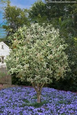 Pink Flush Variegated Tea Olive (Osmanthus Fragrans 'Yinbi Shuanghui') - 6 Pack Of 1 Gallon Pots -Garden Plants osmanthus frangrans yinbi shuangui variegated tea olive 8 4