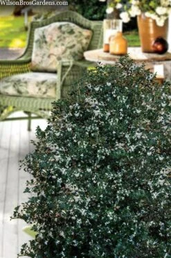 Party Princess 'Kaori Hime' Tea Olive - 3 Gallon Pot -Garden Plants osmanthus heterophyllus kaori hime party princess tea olive 15