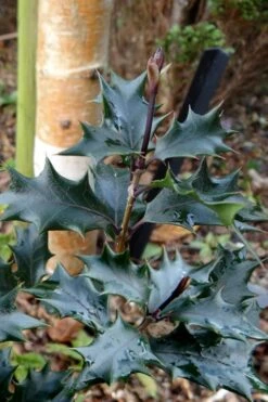 Purple Leaf Tea Olive (Osmanthus Heterophyllus 'Purpurea') - 1 Gallon Pot -Garden Plants osmanthus heterophyllus purpurea purple leaf tea olive 7