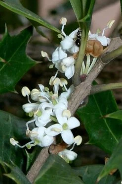 Purple Leaf Tea Olive (Osmanthus Heterophyllus 'Purpurea') - 1 Gallon Pot -Garden Plants osmanthus heterophyllus purpurea purple leaf tea olive 8
