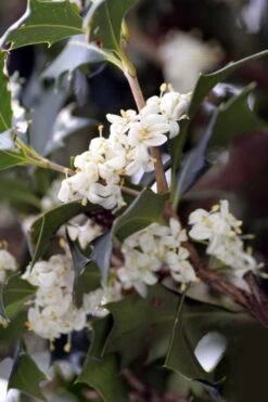 Purple Leaf Tea Olive (Osmanthus Heterophyllus 'Purpurea') - 1 Gallon Pot -Garden Plants osmanthus heterophyllus purpurea purple leaf tea olive 9