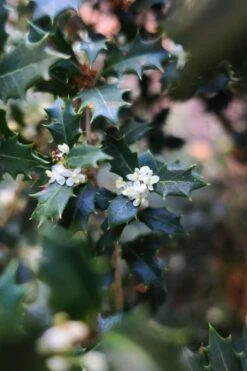 Party Princess 'Kaori Hime' Tea Olive - 3 Gallon Pot -Garden Plants osmanthus kaori hime party princess tea olive 1