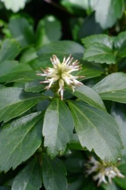 Pachysandra - Japanese Spurge - 18 Count Flat Of Pint Pots -Garden Plants pachysandra terminalis japanese spurge 106