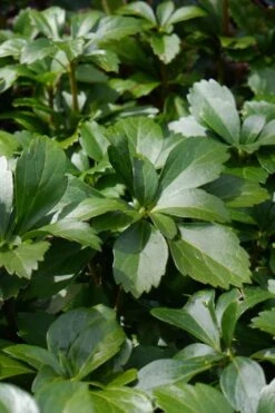 Pachysandra - Japanese Spurge - 18 Count Flat Of Pint Pots -Garden Plants pachysandra terminalis japanese spurge 108