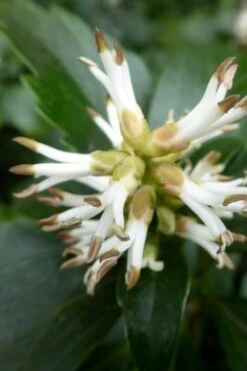 Pachysandra - Japanese Spurge - 18 Count Flat Of Pint Pots -Garden Plants pachysandra terminalis japanese spurge 109