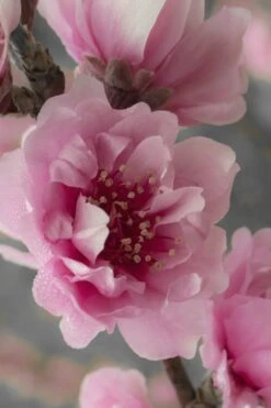 Corinthian Flowering Peach Tree - 5 Gallon Pot -Garden Plants peach corinthian 24 1