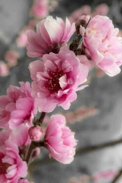 Corinthian Flowering Peach Tree - 5 Gallon Pot -Garden Plants peach corinthian 2 thumbnail 1
