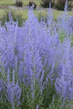 Blue Jean Baby Russian Sage (Perovskia) - 1 Gallon Pot 11 Blue Jean Baby Russian Sage (Perovskia) - 1 Gallon Pot -Garden Plants perovskia atriplicifolia blue jean baby russian sage 1