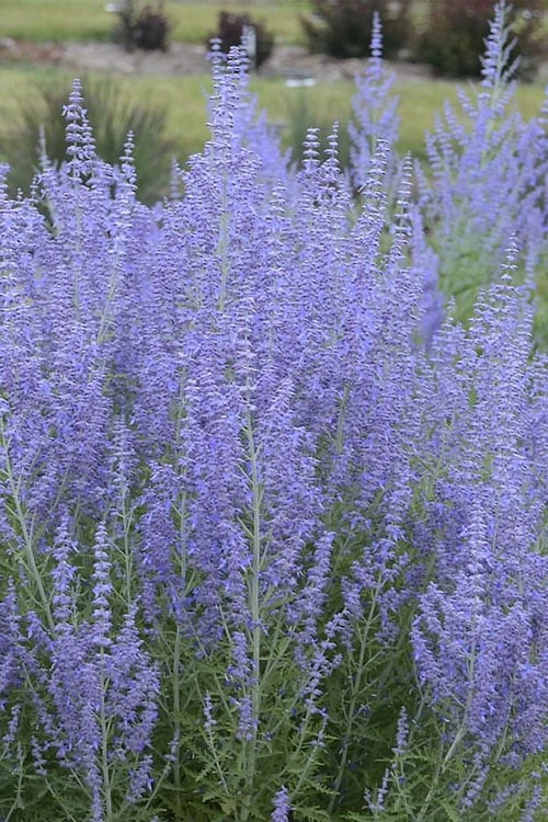 Blue Jean Baby Russian Sage (Perovskia) - 1 Gallon Pot 6 Blue Jean Baby Russian Sage (Perovskia) - 1 Gallon Pot - Image 6