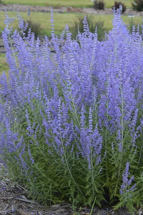 Blue Jean Baby Russian Sage (Perovskia) - 1 Gallon Pot 1 Blue Jean Baby Russian Sage (Perovskia) - 1 Gallon Pot