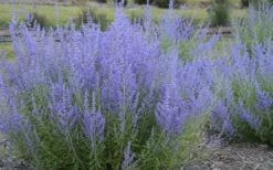 Blue Jean Baby Russian Sage (Perovskia) - 1 Gallon Pot 9 Blue Jean Baby Russian Sage (Perovskia) - 1 Gallon Pot -Garden Plants perovskia atriplicifolia blue jean baby russian sage 3