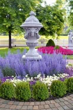 Blue Jean Baby Russian Sage (Perovskia) - 1 Gallon Pot 10 Blue Jean Baby Russian Sage (Perovskia) - 1 Gallon Pot -Garden Plants perovskia atriplicifolia denim n lace russian sage 14