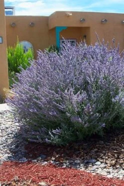 Russian Sage (Perovskia Atriplicifolia) - 1 Gallon Pot -Garden Plants perovskia atriplicifolia russian sage 1