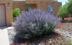 Russian Sage (Perovskia Atriplicifolia) - 1 Gallon Pot -Garden Plants perovskia atriplicifolia russian sage 2