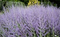 Russian Sage (Perovskia Atriplicifolia) - 1 Gallon Pot -Garden Plants perovskia atriplicifolia russian sage 3
