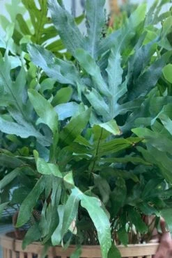 Blue Star Fern - 1 Gallon Pot -Garden Plants phlebodium aureum blue star fern 1