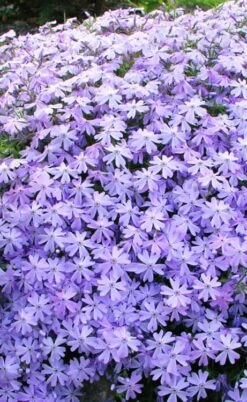 Blue Creeping Phlox - 18 Pack Of Pint Pots -Garden Plants phlox subulata blue creeping 1