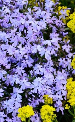 Blue Creeping Phlox - 18 Pack Of Pint Pots -Garden Plants phlox subulata blue creeping 2