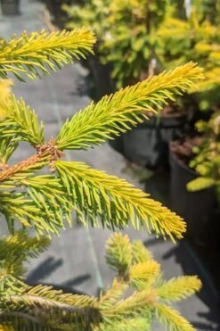 Gold Drift Weeping Norway Spruce (Picea Abies) - 6 Gallon Pot 7 Gold Drift Weeping Norway Spruce (Picea Abies) - 6 Gallon Pot -Garden Plants picea abies gold drift norway spruce 3 1
