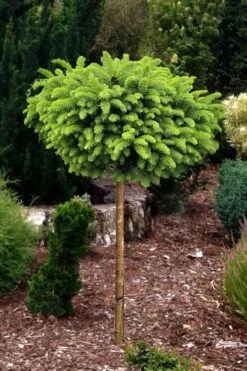 Little Gem Dwarf Norway Spruce Tree (Single Trunk) - 1 Gallon Pot 8 Little Gem Dwarf Norway Spruce Tree (Single Trunk) - 1 Gallon Pot -Garden Plants picea abies little gem dwarf norway spruce tree 1 1