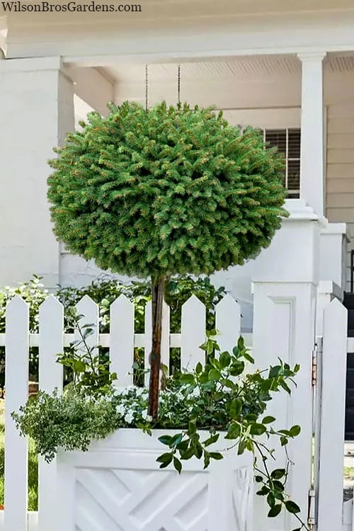 Little Gem Dwarf Norway Spruce Tree (Single Trunk) - 1 Gallon Pot 1 Little Gem Dwarf Norway Spruce Tree (Single Trunk) - 1 Gallon Pot