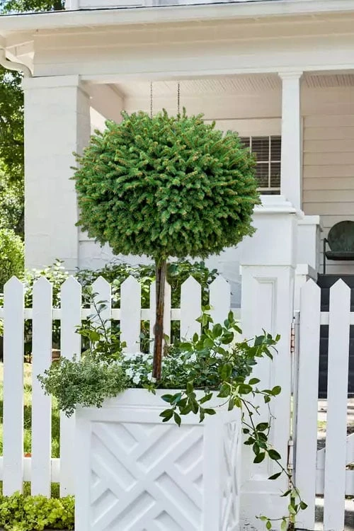 Little Gem Dwarf Norway Spruce Tree (Single Trunk) - 1 Gallon Pot 5 Little Gem Dwarf Norway Spruce Tree (Single Trunk) - 1 Gallon Pot - Image 5