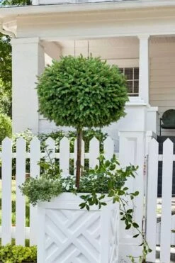 Little Gem Dwarf Norway Spruce Tree (Single Trunk) - 6 Gallon Pot (3-4') -Garden Plants picea abies little gem dwarf norway spruce tree 5 2