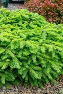 Bird's Nest Spruce (Picea Abies 'Nidiformis') - 2 Gallon Pot -Garden Plants picea abies nidiformis birds nest norway spruce 1