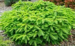 Bird's Nest Spruce (Picea Abies 'Nidiformis') - 1 Gallon Pot 9 Bird's Nest Spruce (Picea Abies 'Nidiformis') - 1 Gallon Pot -Garden Plants picea abies nidiformis birds nest norway spruce 2 1