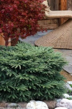 Bird's Nest Spruce (Picea Abies 'Nidiformis') - 1 Gallon Pot