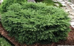 Bird's Nest Spruce (Picea Abies 'Nidiformis') - 2 Gallon Pot -Garden Plants picea abies nidiformis birds nest norway spruce 9