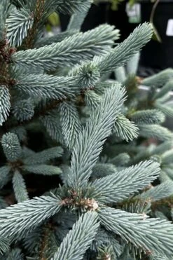Paul's Select Blue Norway Spruce (Picea Abies) - 5 Gallon Pot 9 Paul's Select Blue Norway Spruce (Picea Abies) - 5 Gallon Pot -Garden Plants picea abies pauls select norway spruce 1