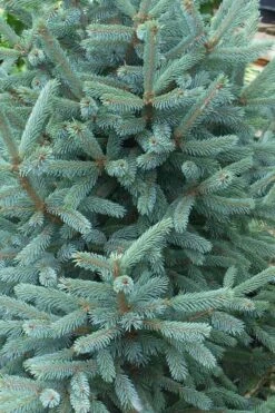 Paul's Select Blue Norway Spruce (Picea Abies) - 5 Gallon Pot 8 Paul's Select Blue Norway Spruce (Picea Abies) - 5 Gallon Pot -Garden Plants picea abies pauls select norway spruce 2
