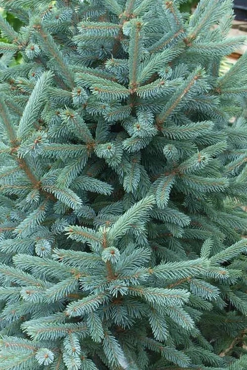 Paul's Select Blue Norway Spruce (Picea Abies) - 5 Gallon Pot 4 Paul's Select Blue Norway Spruce (Picea Abies) - 5 Gallon Pot - Image 4