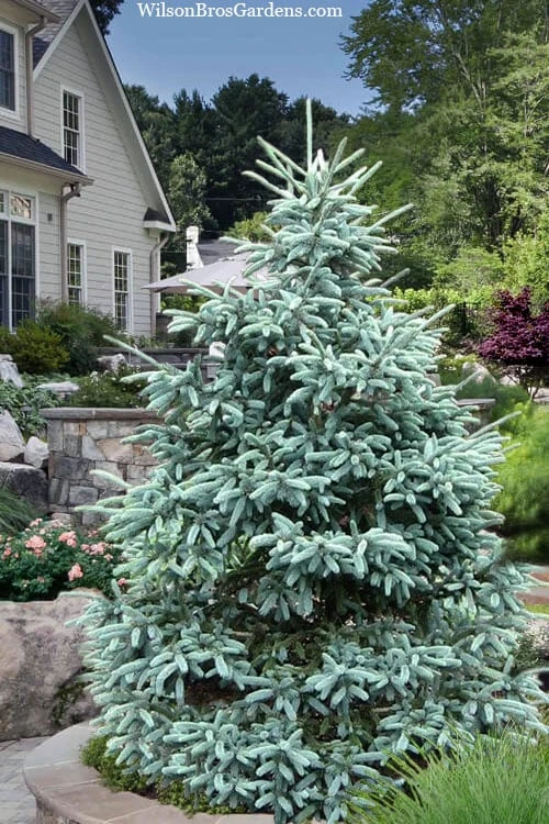 Paul's Select Blue Norway Spruce (Picea Abies) - 5 Gallon Pot 1 Paul's Select Blue Norway Spruce (Picea Abies) - 5 Gallon Pot
