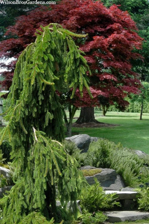 Weeping Norway Spruce (Picea Abies 'Pendula') - 5 Gallon Pot 4 Weeping Norway Spruce (Picea Abies 'Pendula') - 5 Gallon Pot - Image 4