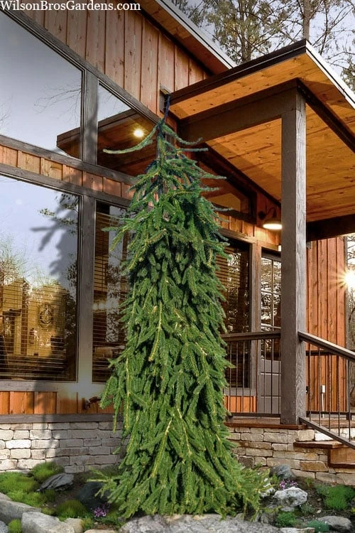 Weeping Norway Spruce (Picea Abies 'Pendula') - 5 Gallon Pot 1 Weeping Norway Spruce (Picea Abies 'Pendula') - 5 Gallon Pot