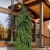 Weeping Norway Spruce (Picea Abies 'Pendula') - 2 Gallon Pot