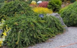 Weeping Norway Spruce (Picea Abies 'Pendula') - 5 Gallon Pot 9 Weeping Norway Spruce (Picea Abies 'Pendula') - 5 Gallon Pot -Garden Plants picea abies pendula weeping norway spruce 6 1