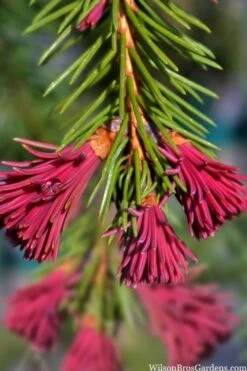 Red Tipped Norway Spruce (Picea Abies 'Rubra Spicata') - 6 Gallon Pot -Garden Plants picea abies rubra spicata red tip norway spruce 6